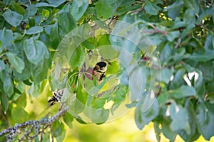 great spotted woodpecker in plumtree eating plums photo