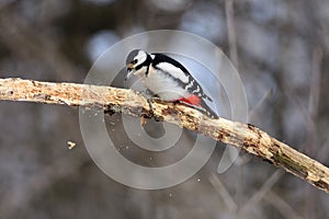 The great spotted woodpecker searches for insects in a dry branch.