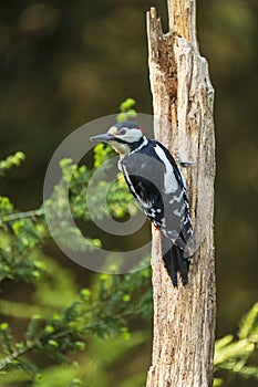 Great Spotted Woodpecker sit and look around curiously, Dendrocopus major