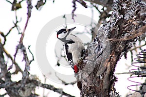 A Great Spotted Woodpecker sitting in branches