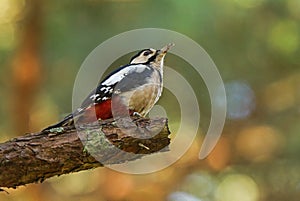 Great Spotted Woodpecker