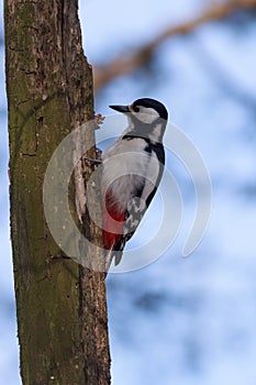 Great spotted woodpecker sitting in a tree photo