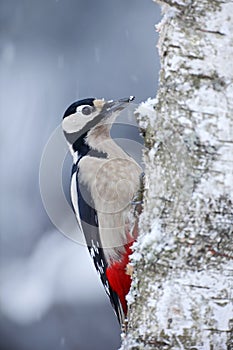 Great Spotted Woodpecker sitting on the tree trunk with snow during winter