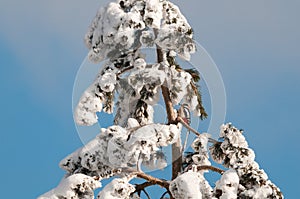 Great spotted woodpecker on a snowy pine tree