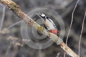 The great spotted woodpecker strongly craned its neck along the branches.