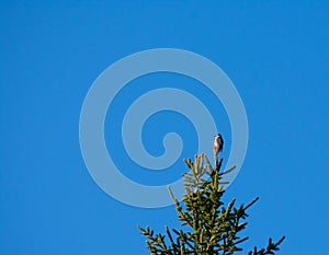 Great spotted woodpecker on top of a pine tree under a clear, blue sky