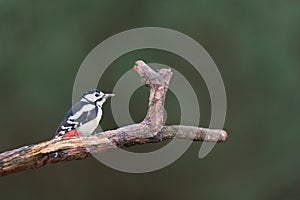 Great spotted woodpecker in tree
