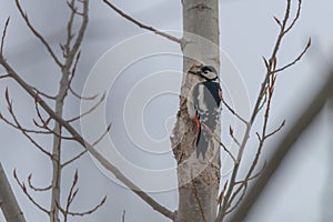 Great Spotted Woodpecker on tree trunk Dendrocopos major