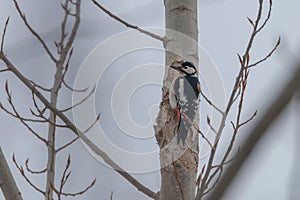 Great Spotted Woodpecker on tree trunk (Dendrocopos major