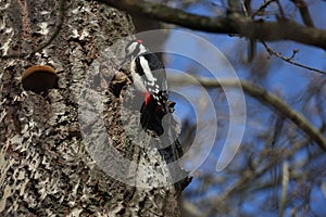 Great spotted woodpecker on the tree trunk. Dendrocopos major.