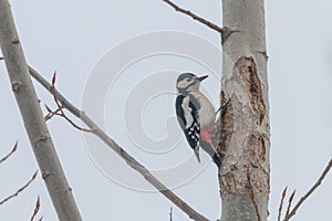 Great Spotted Woodpecker on tree trunk Dendrocopos major