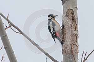 Great Spotted Woodpecker on tree trunk Dendrocopos major
