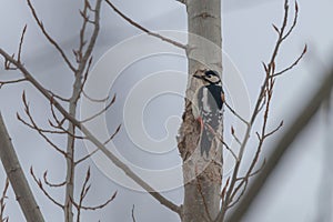 Great Spotted Woodpecker on tree trunk Dendrocopos major