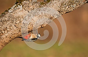 Great Spotted Woodpecker under log