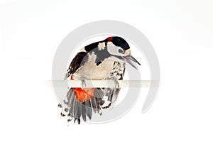 Great Spotted Woodpecker on white