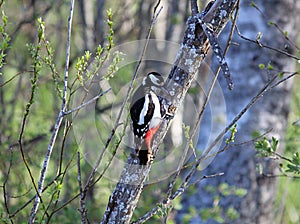 Great spotted woodpecker in willow thicket