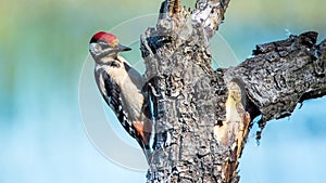 Great spotted woodpecker - young