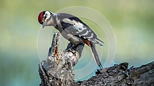 Great spotted woodpecker - young