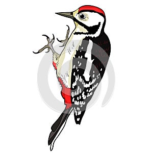 The great spotted woodpecker young. vector illustration photo