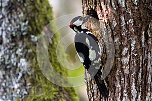 Great-spotted woodpeckers feeding photo
