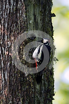 Great-spotted woodpeckers feeding photo