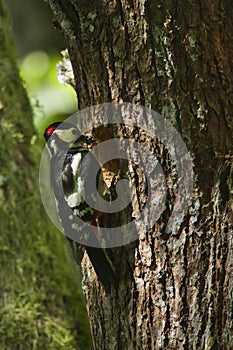 Great-spotted woodpeckers feeding photo