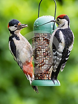 Great spotted woodpeckers feeding at a peanut feeder.