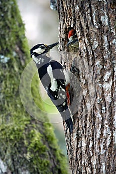 Great-spotted woodpeckers feeding youngs at the nest. photo