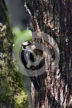 Great-spotted woodpeckers feeding youngs at the nest. photo