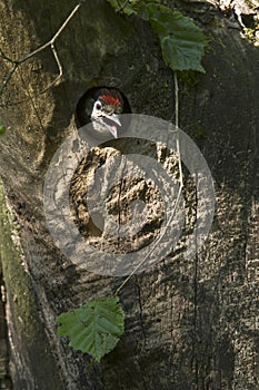 Great-spotted woodpeckers , young at the nest.