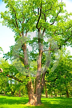 Great spreading oak grows on green lawn