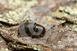 Great spruce bark beetle, Dendroctonus micans on pine bark