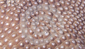 Great star coral (closeup)