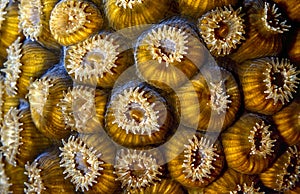 Great star coral (Montastraea cavernosa) photo