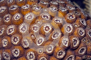 Great star coral (Montastraea cavernosa) photo