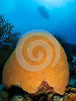 Great star coral, Montastraea cavernosa. Bonaire, Caribbean Netherlands. Diving holiday photo