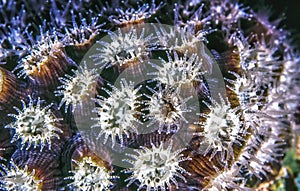 Great star coral, Montastraea cavernosa photo