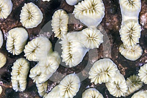 Great Star coral photo