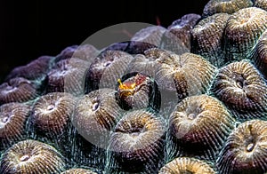 Great star coral, Montastraea cavernosa photo