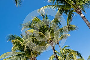 Great Stirrup Cay Bliss: A Spectacular Tapestry of Tropical Beauty in the Enchanting Berry Islands, Bahamas