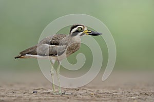 Great stone-curlew or thick-knee Esacus recurvirostris funny grey bird with big eyes and large beaks standing on clean dirt in