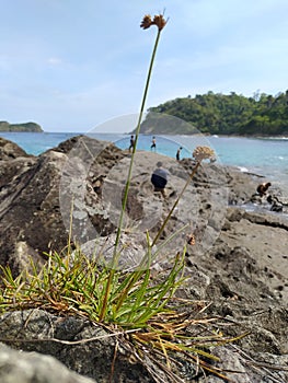 Great stone Wedi Ireng seashore