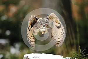 A great strong brown owl with huge red eyes flying through the forest directly to the photographer