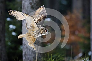 A great strong brown owl with huge red eyes flying through the forest on a red and green trees background