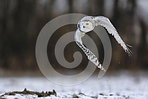 A great strong white owl with huge yellow eyes flying above snowy steppe.