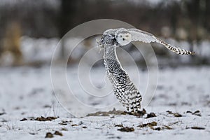 A great strong white owl with huge yellow eyes and wide spread wings flying above snowy steppe.