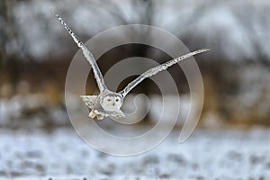 A great strong white owl with huge yellow eyes and wide spread wings flying above snowy steppe.