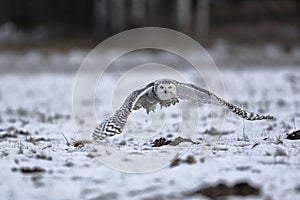 A great strong white owl with huge yellow eyes and wide spread wings flying above snowy steppe.