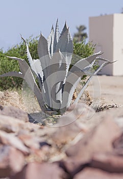 Great succulents in a sunny warm day under the open sky on a beach