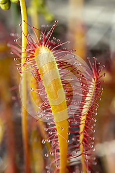 Great sundew, Drosera anglica